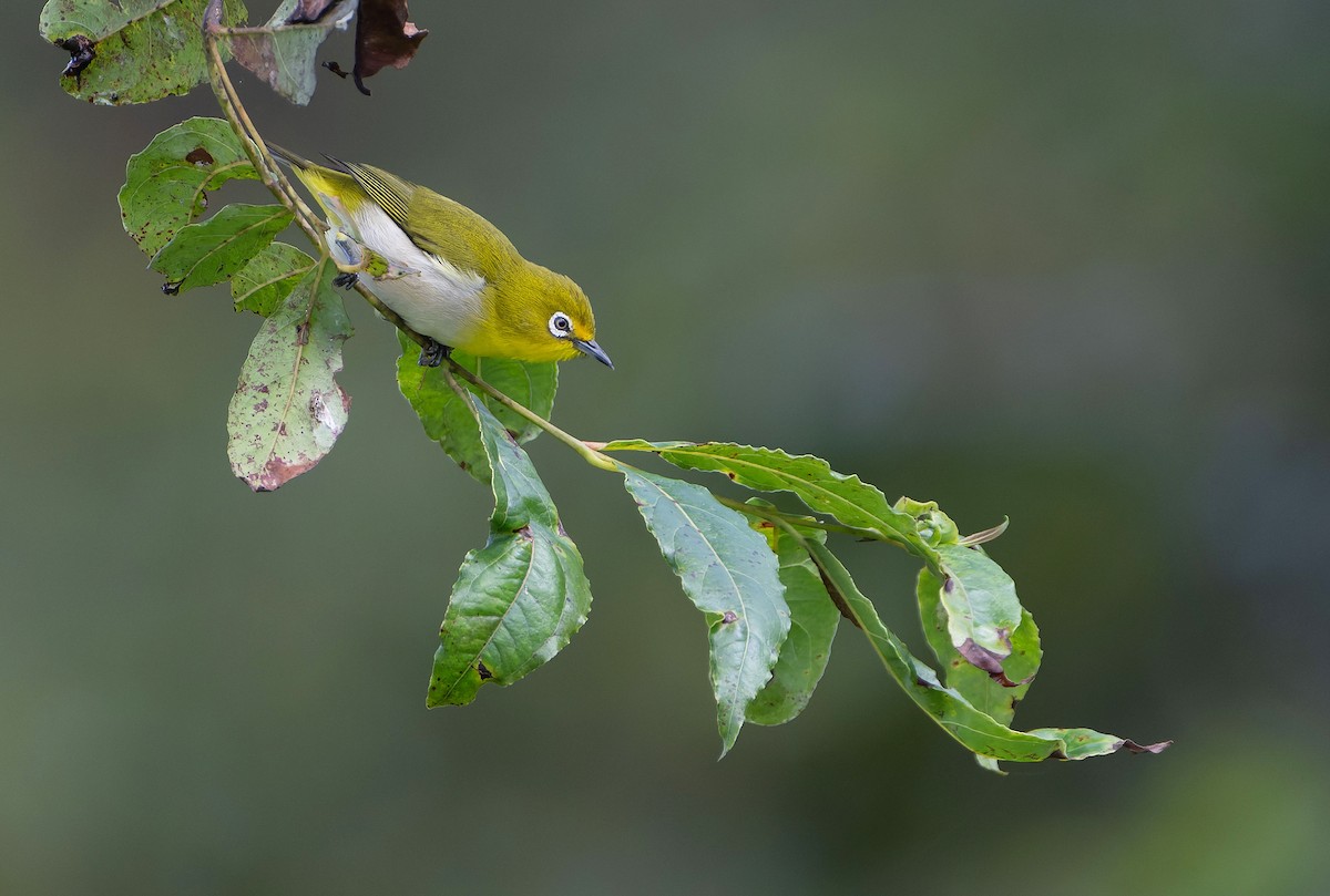 Warbling White-eye - ML647600946