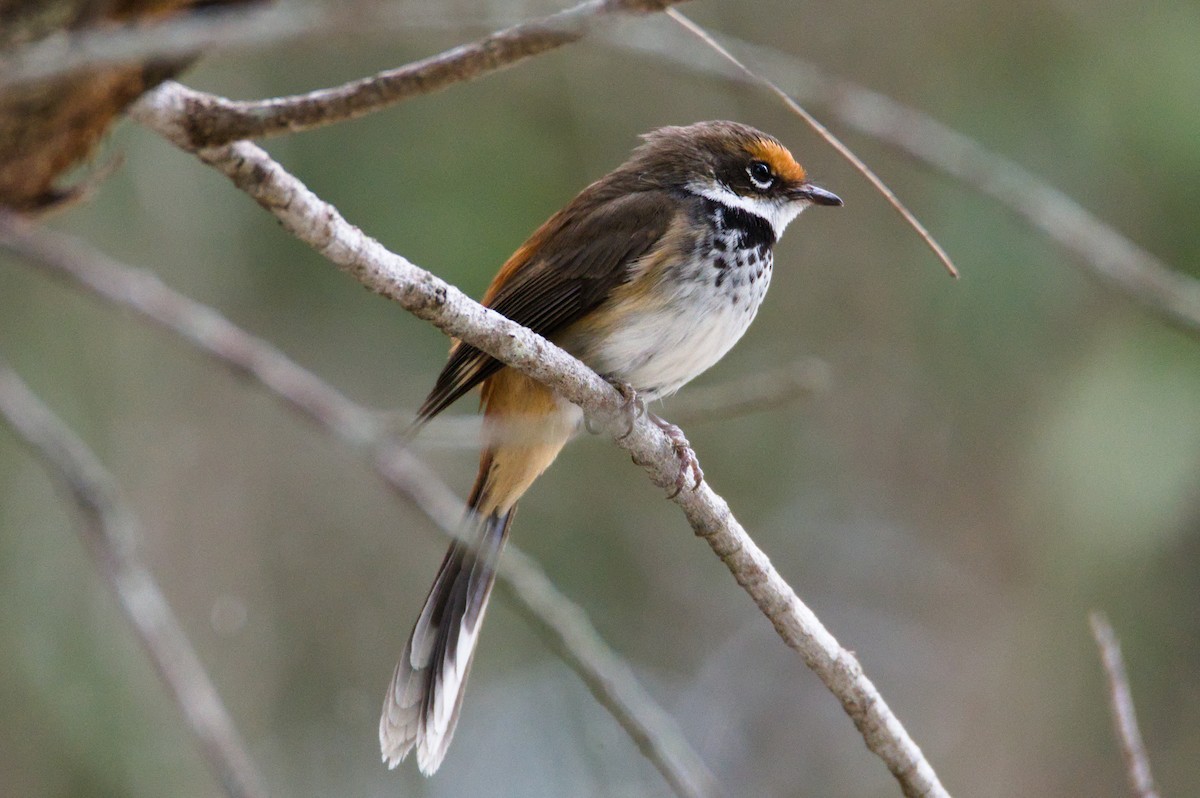 Australian Rufous Fantail - ML647600962