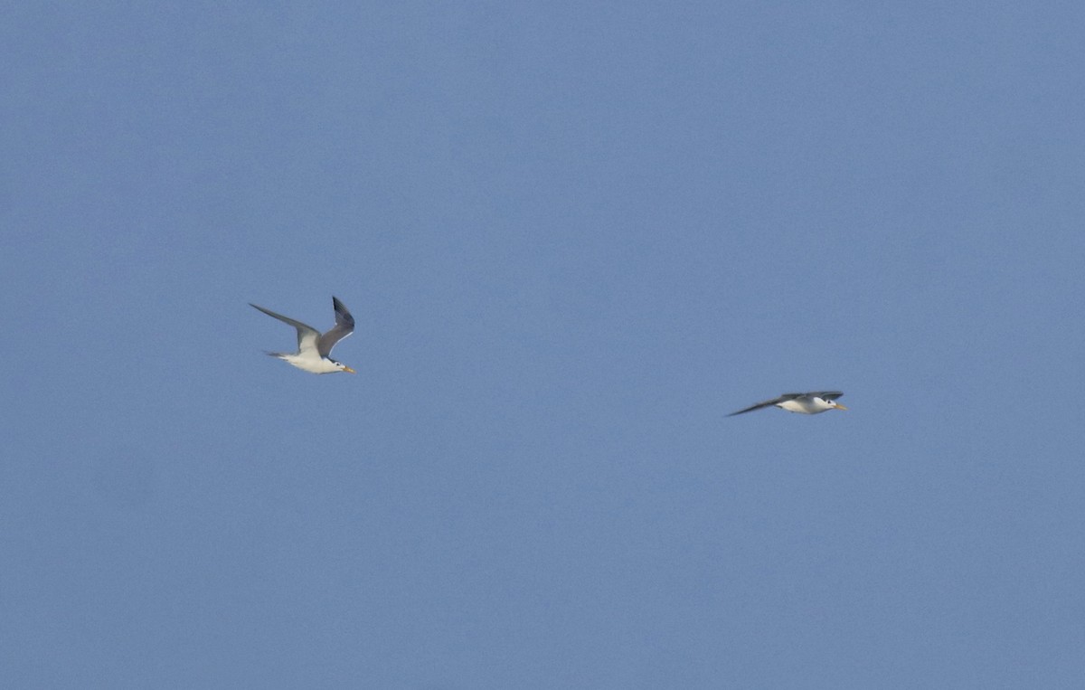 Eilseeschwalbe - ML647600993