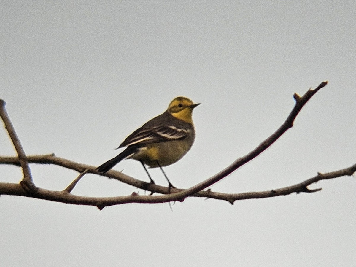 Zitronenstelze - ML647600996