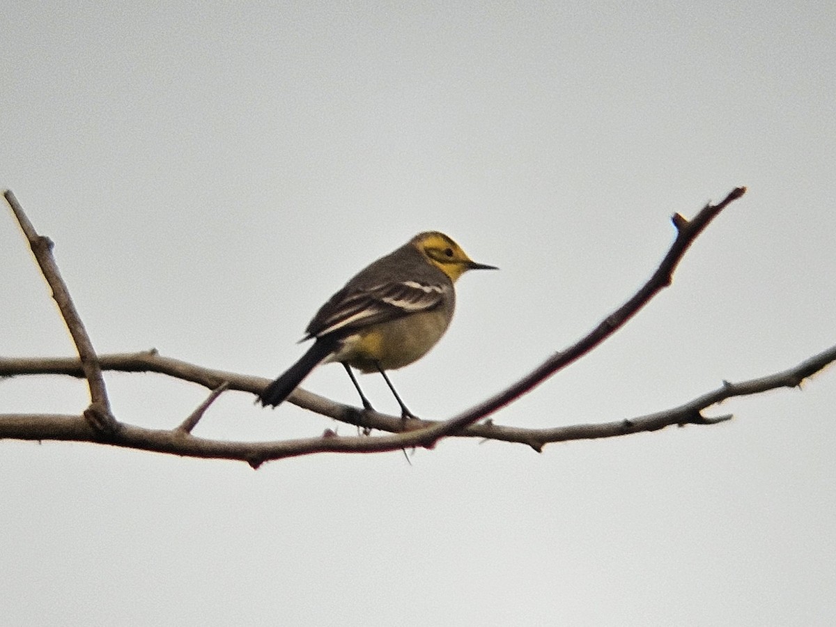 Zitronenstelze - ML647600997