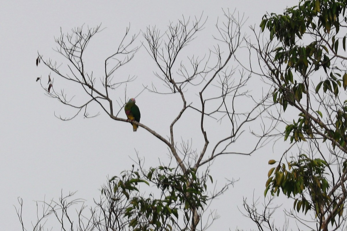 Veilchenkappen-Fruchttaube - ML647600999