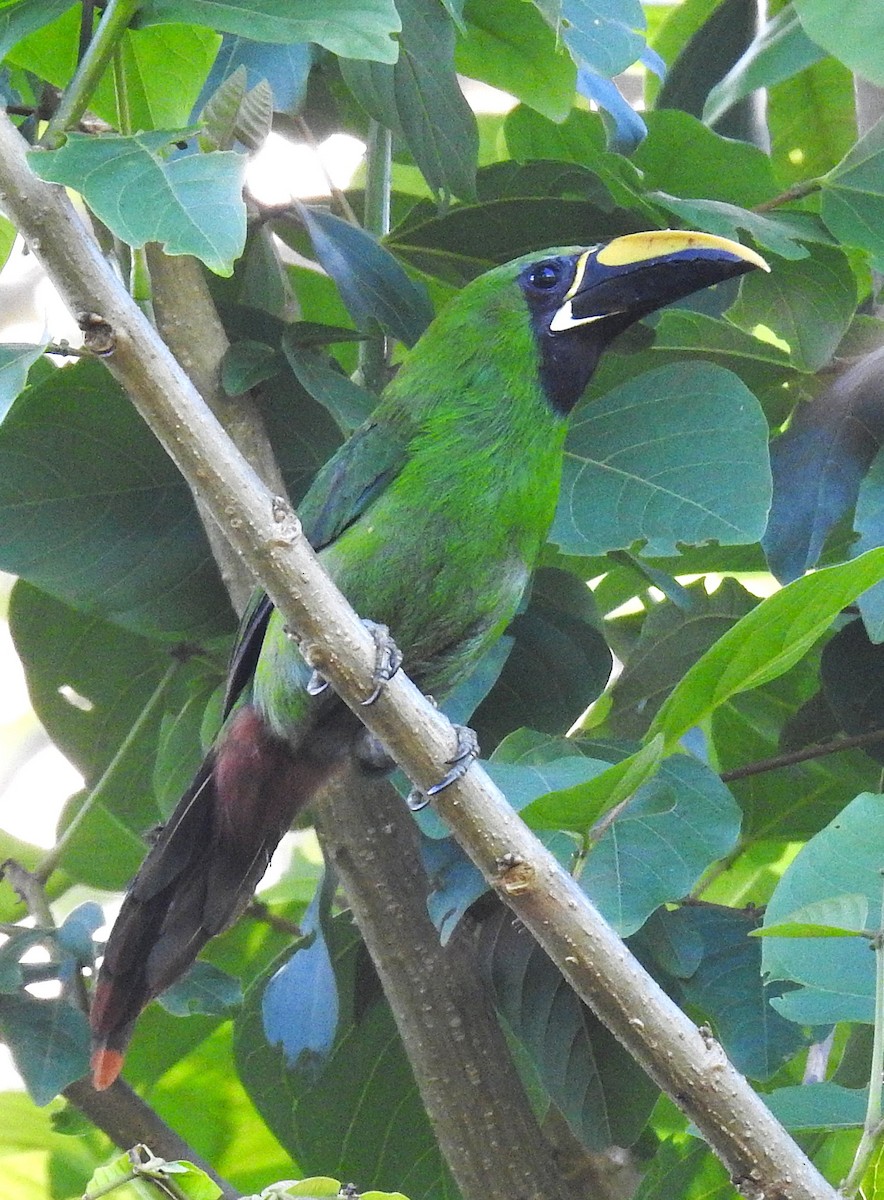 Weißkehlarassari - ML647601001