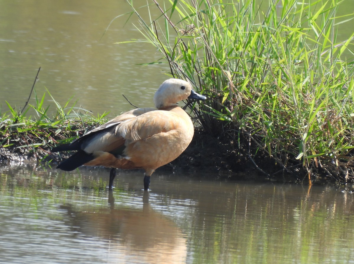 Rostgans - ML647601003