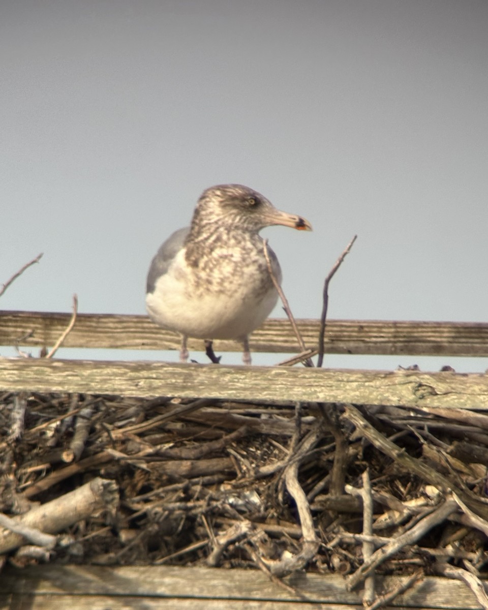 Kanadamöwe - ML647601009