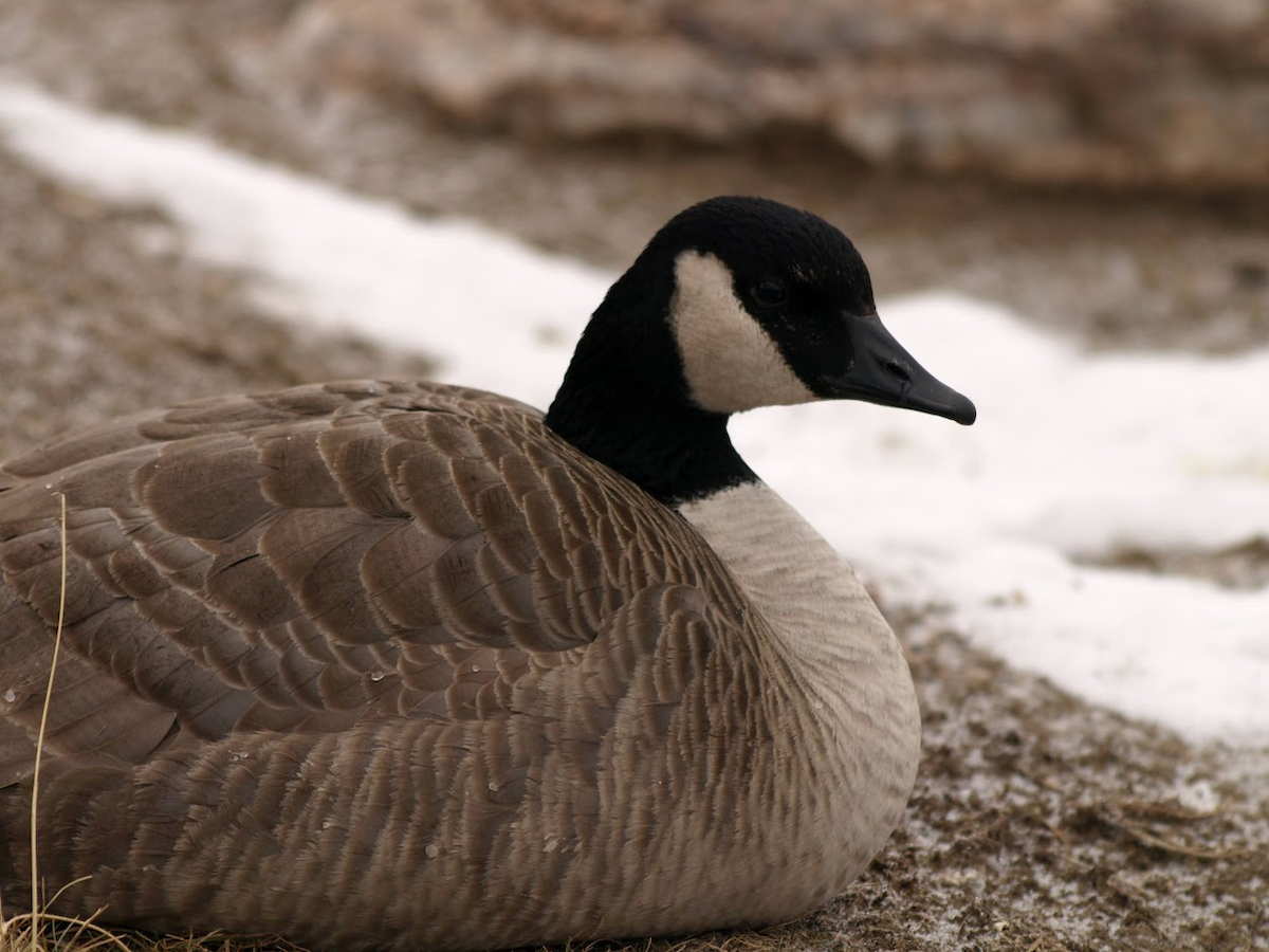 Zwergkanadagans - ML647601010