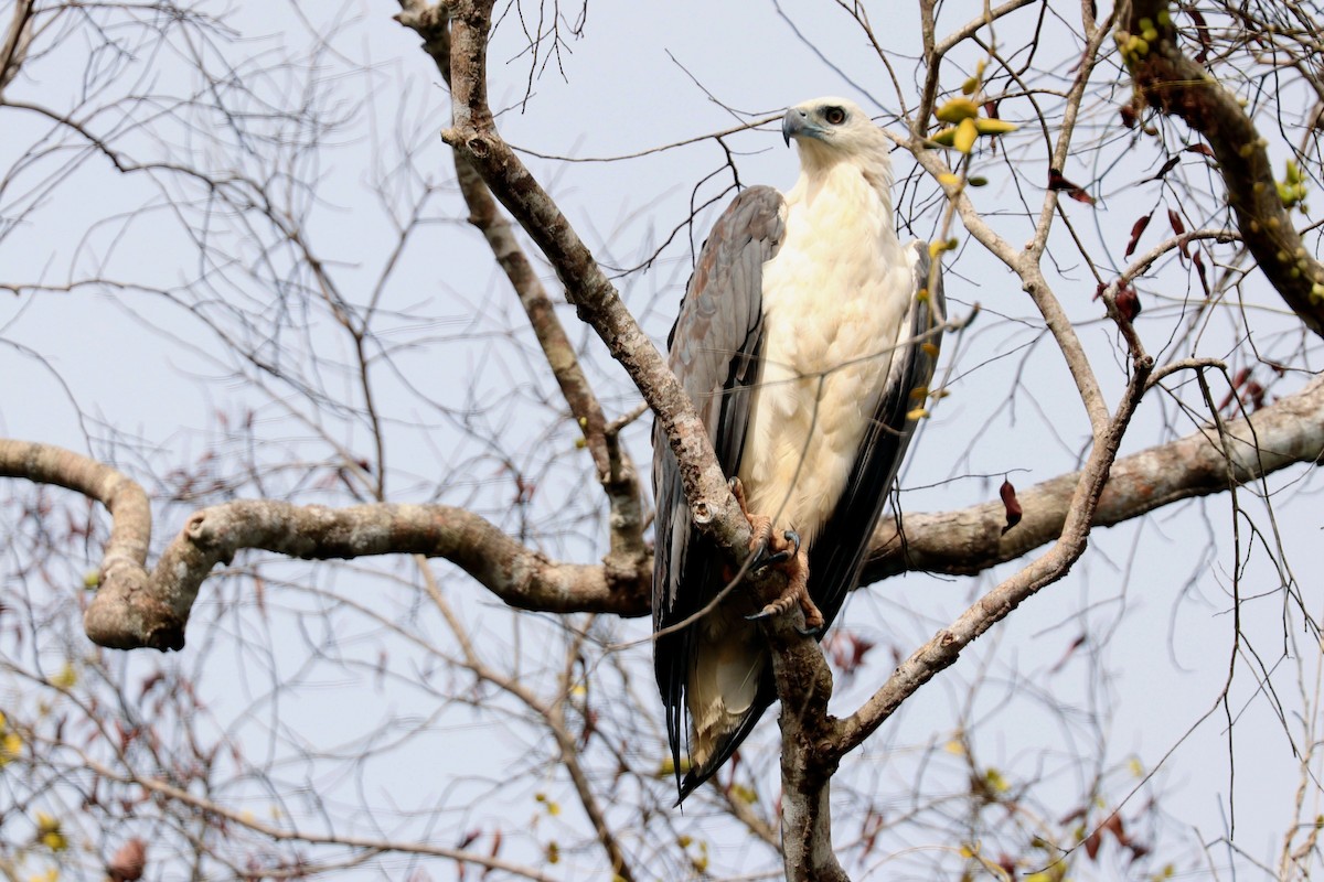 Weißbauch-Seeadler - ML647601019