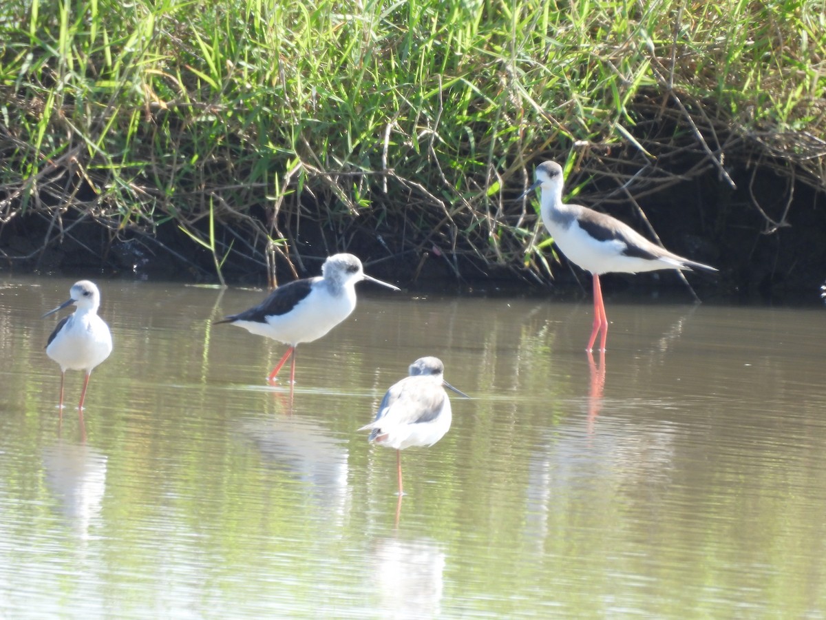 Stelzenläufer - ML647601020