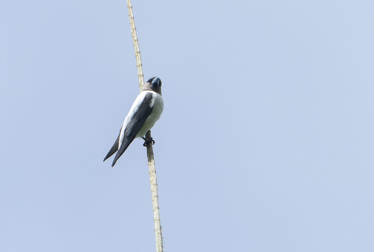 Weißrücken-Schwalbenstar - ML647601021