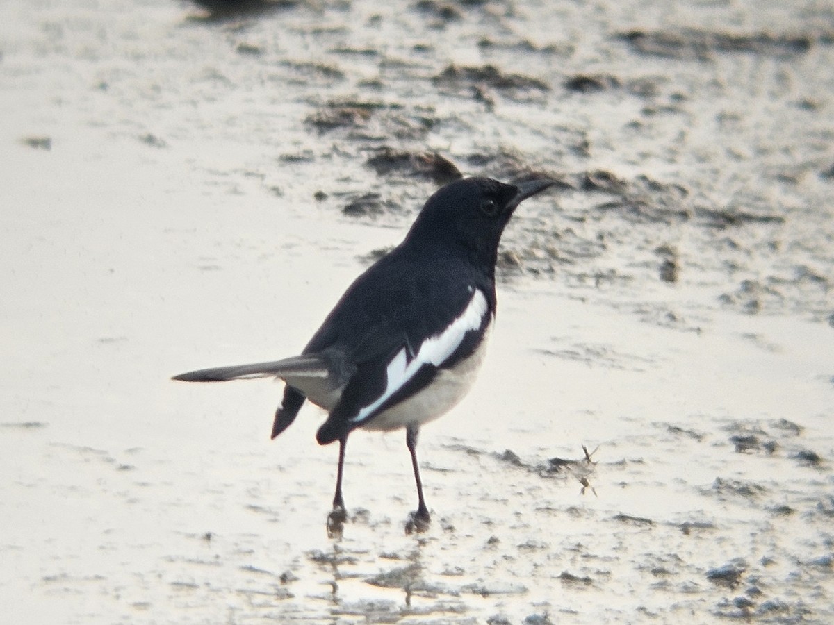 Dajalschama - ML647601023