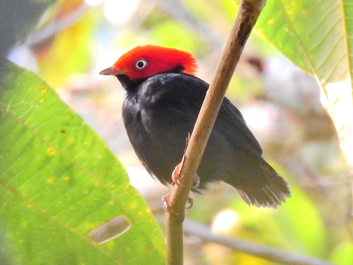 Rundschwanzpipra - ML647601024