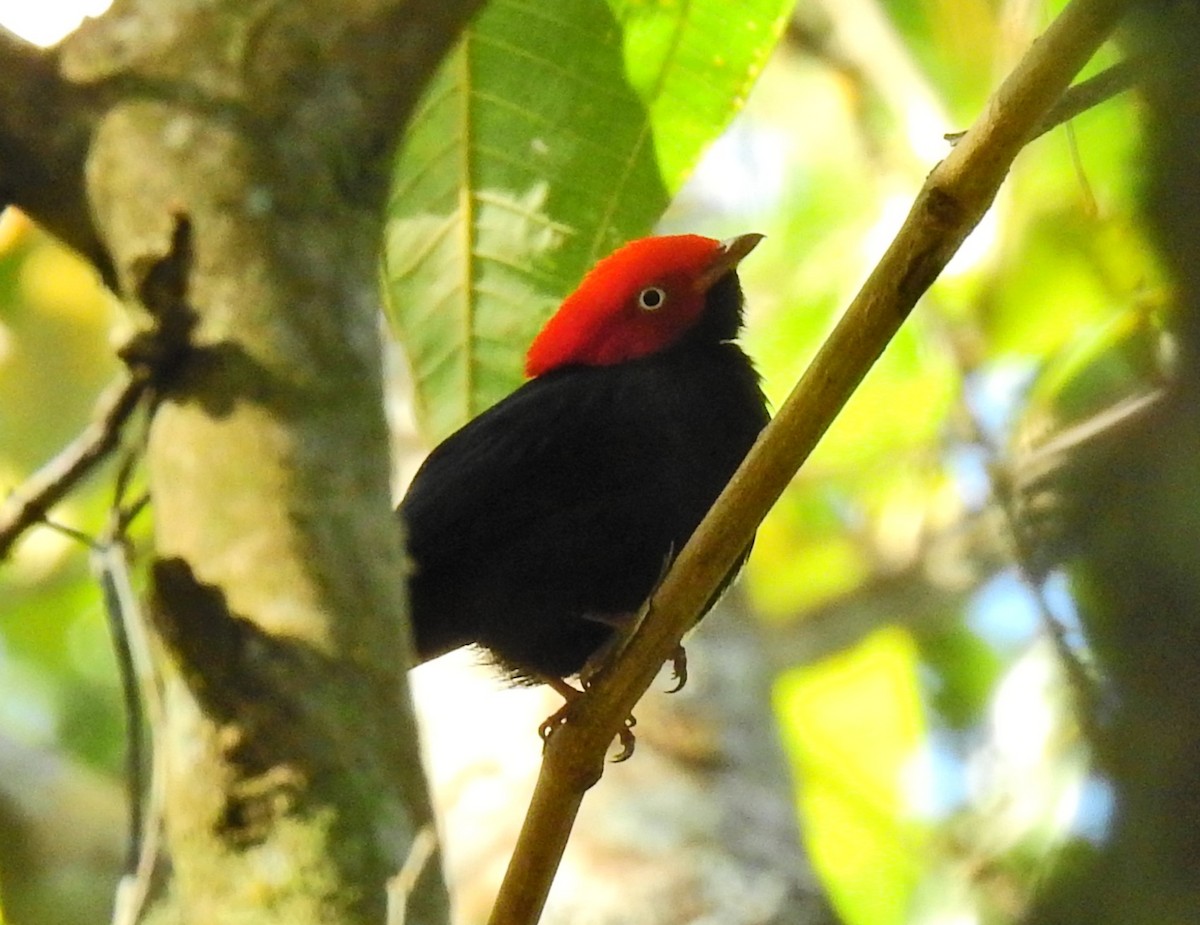 Rundschwanzpipra - ML647601025