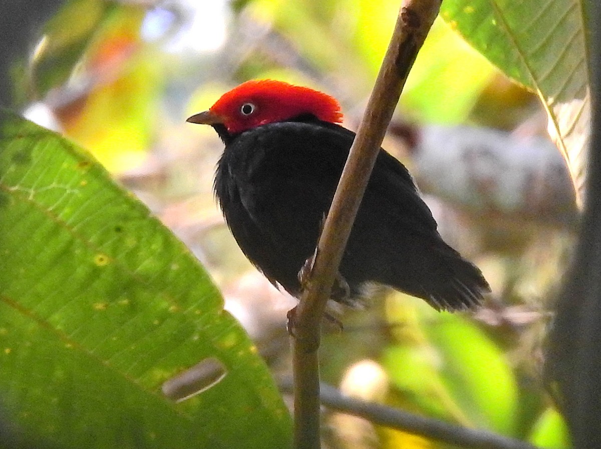 Rundschwanzpipra - ML647601026