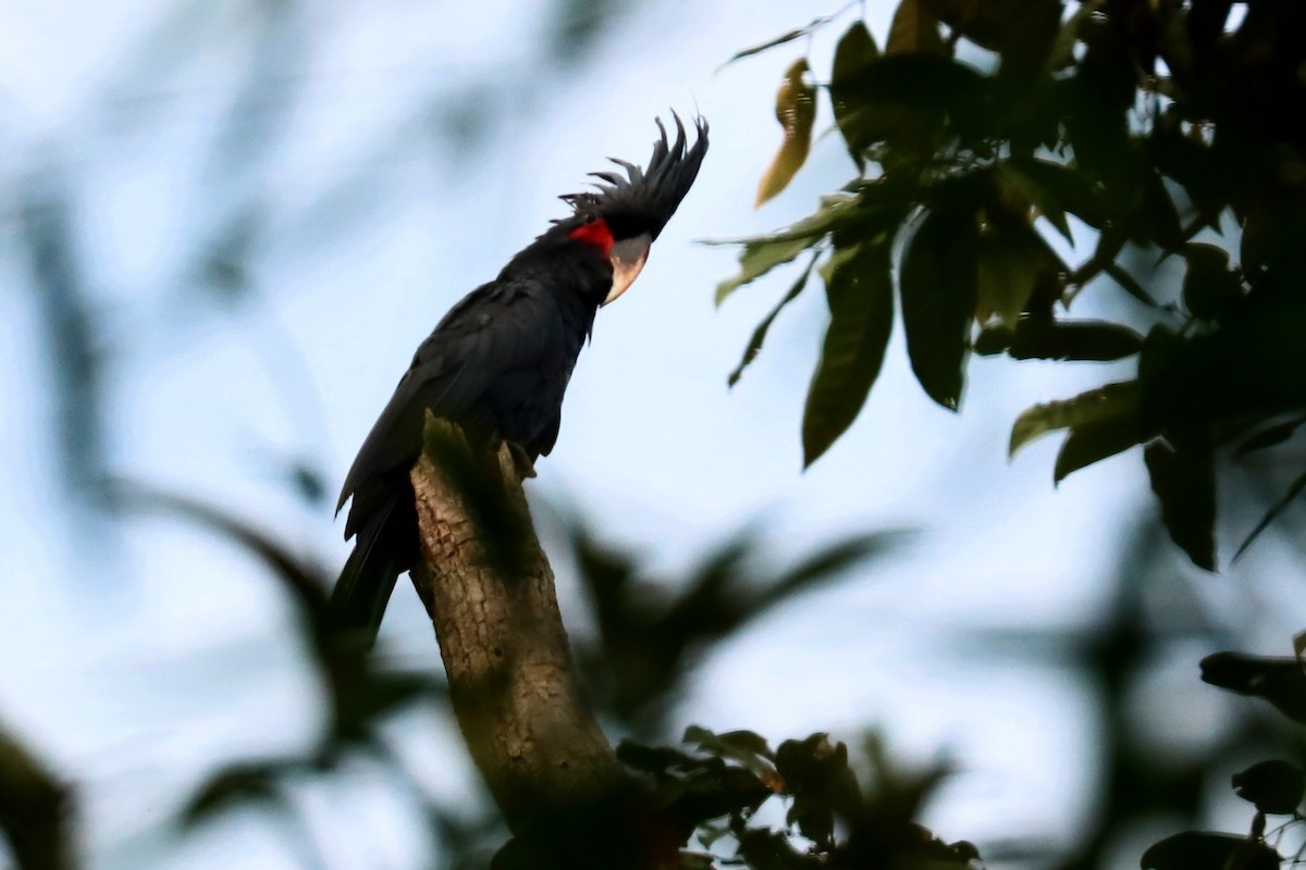 Palmkakadu - ML647601031