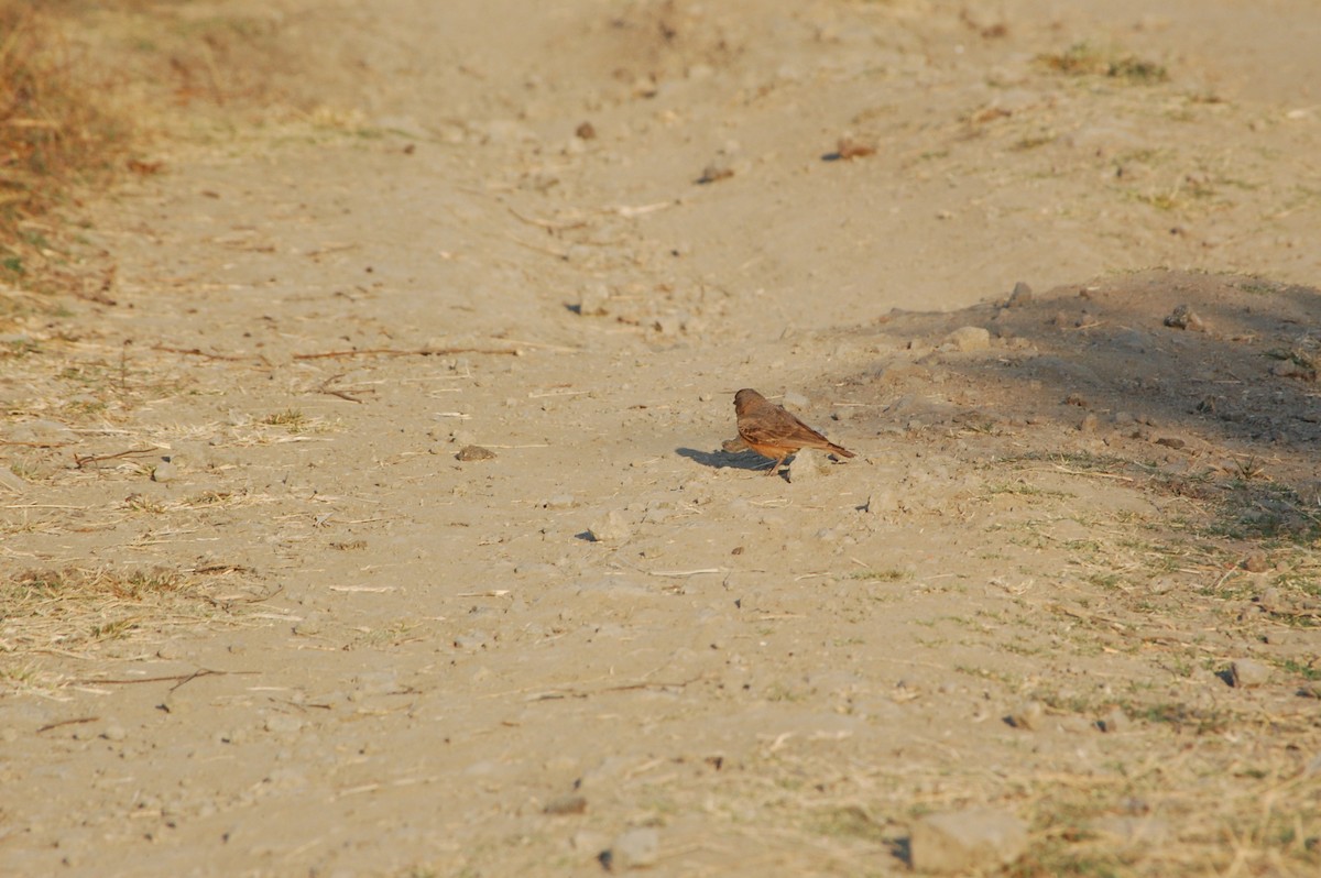 Rotschwanzlerche - ML647601034