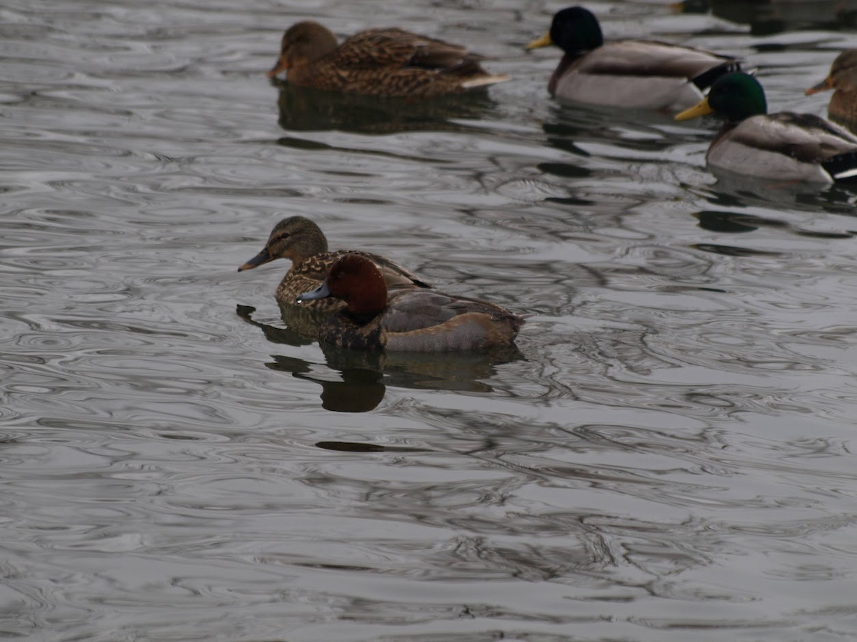 Rotkopfente - ML647601037