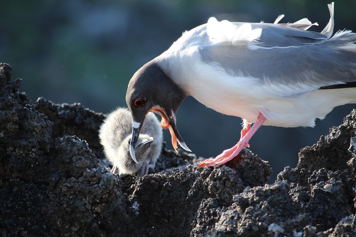 Swallow-tailed Gull - ML647601043