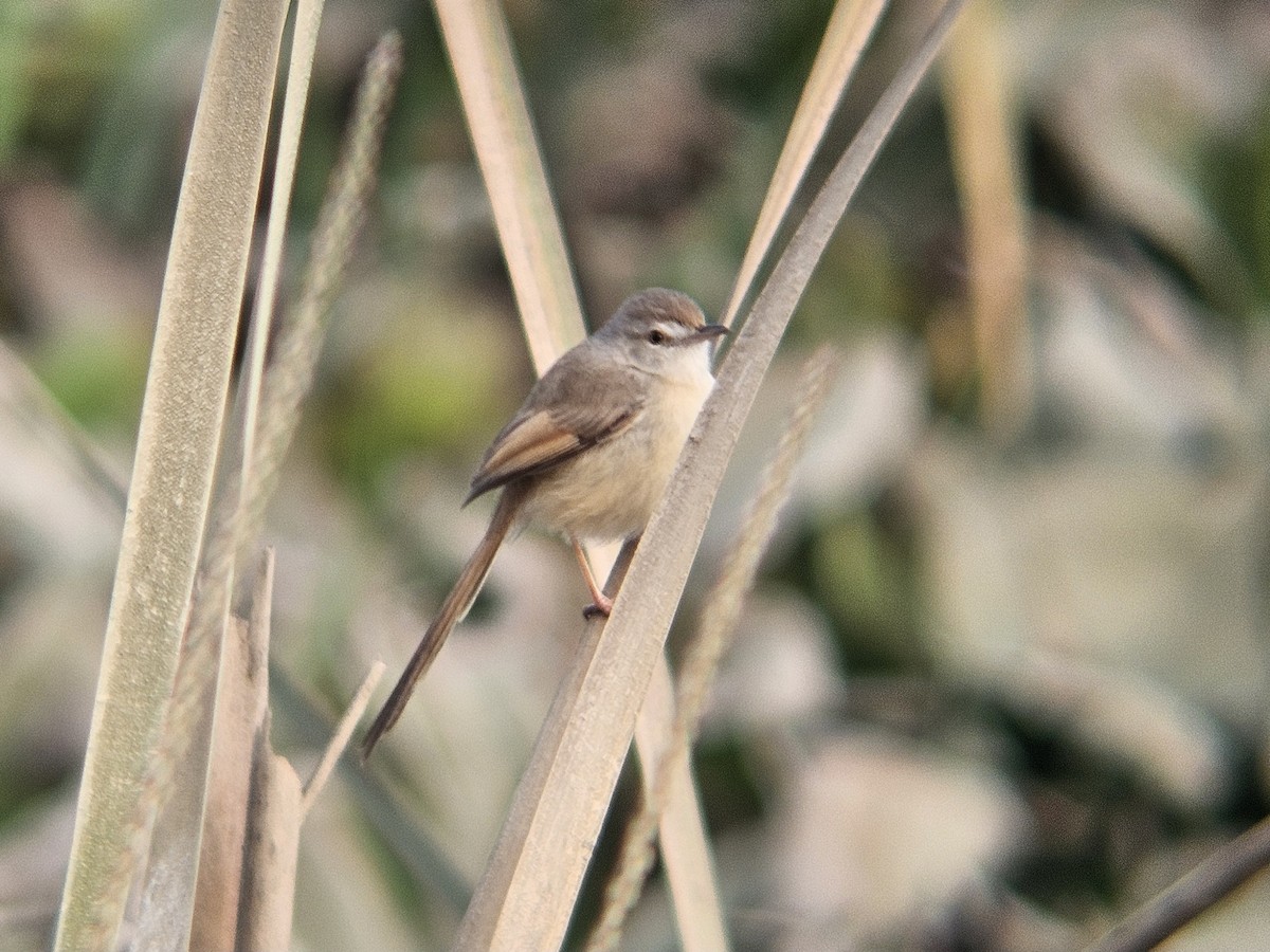 Prinia Sencilla - ML647601061