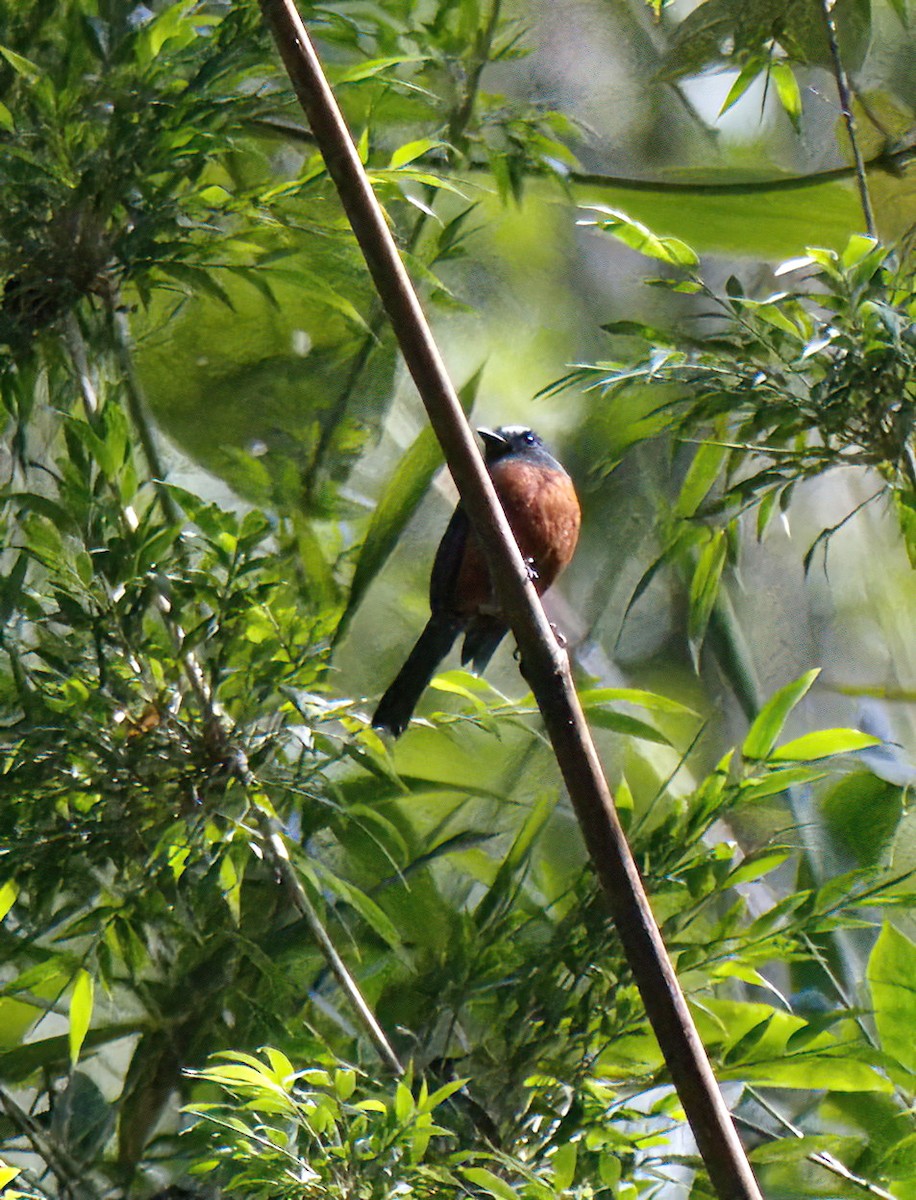 Пітайо темноспинний - ML647601108