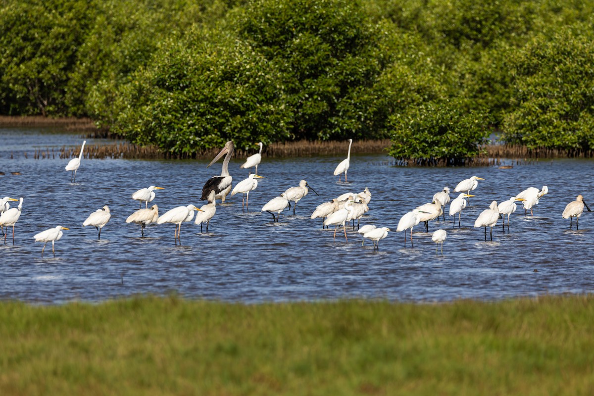Royal Spoonbill - ML647601124