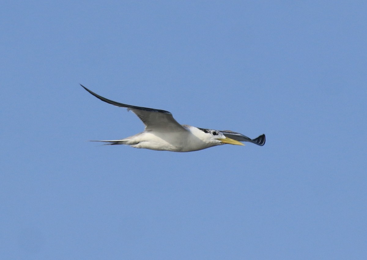 Great Crested Tern - ML647601128