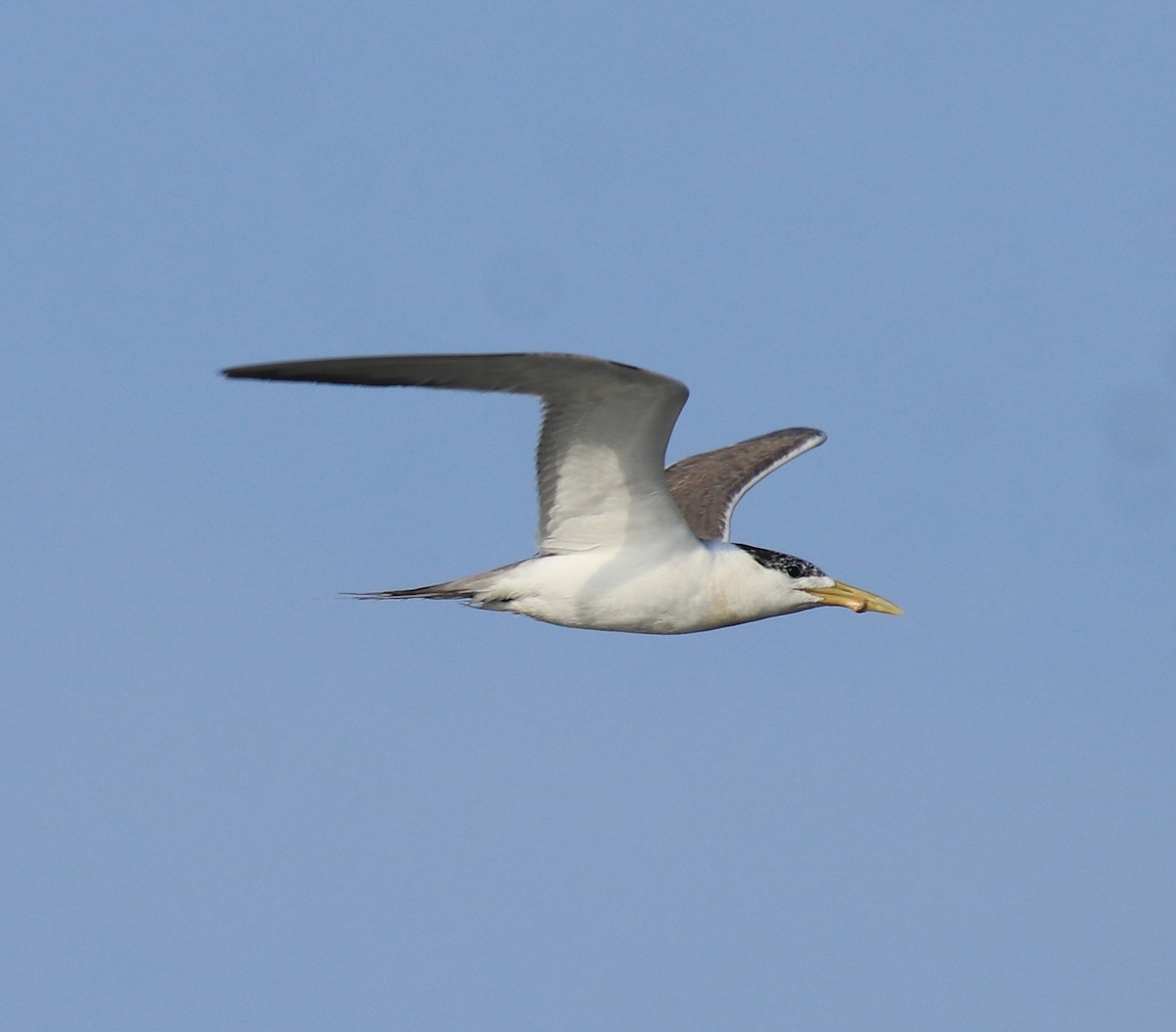 Great Crested Tern - ML647601129