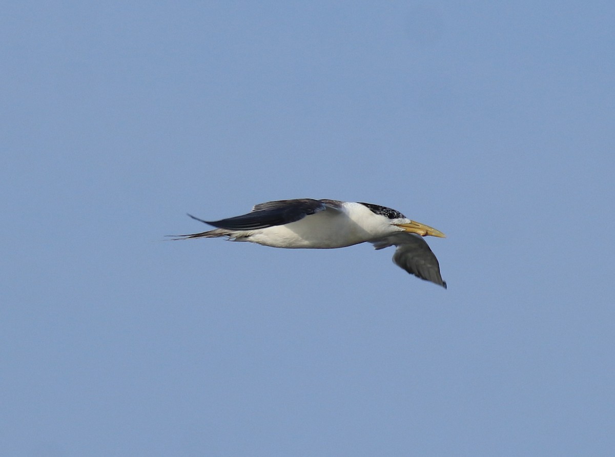 Great Crested Tern - ML647601130