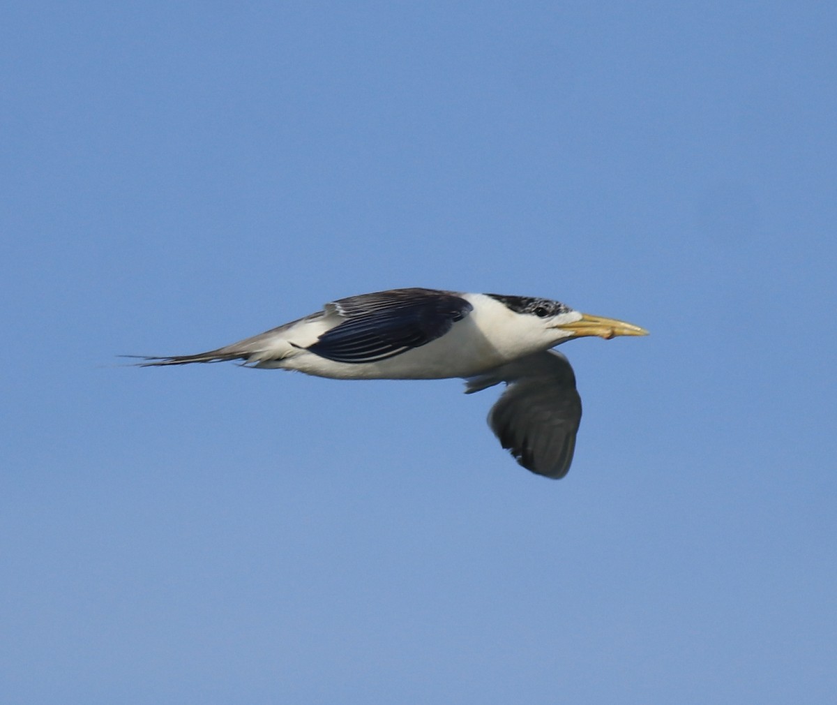 Great Crested Tern - ML647601131