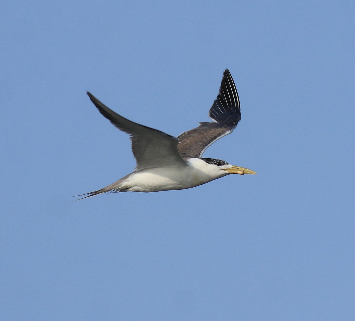 Great Crested Tern - ML647601132