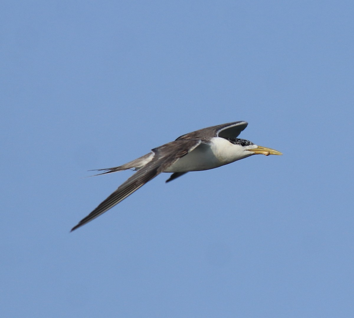 Great Crested Tern - ML647601133