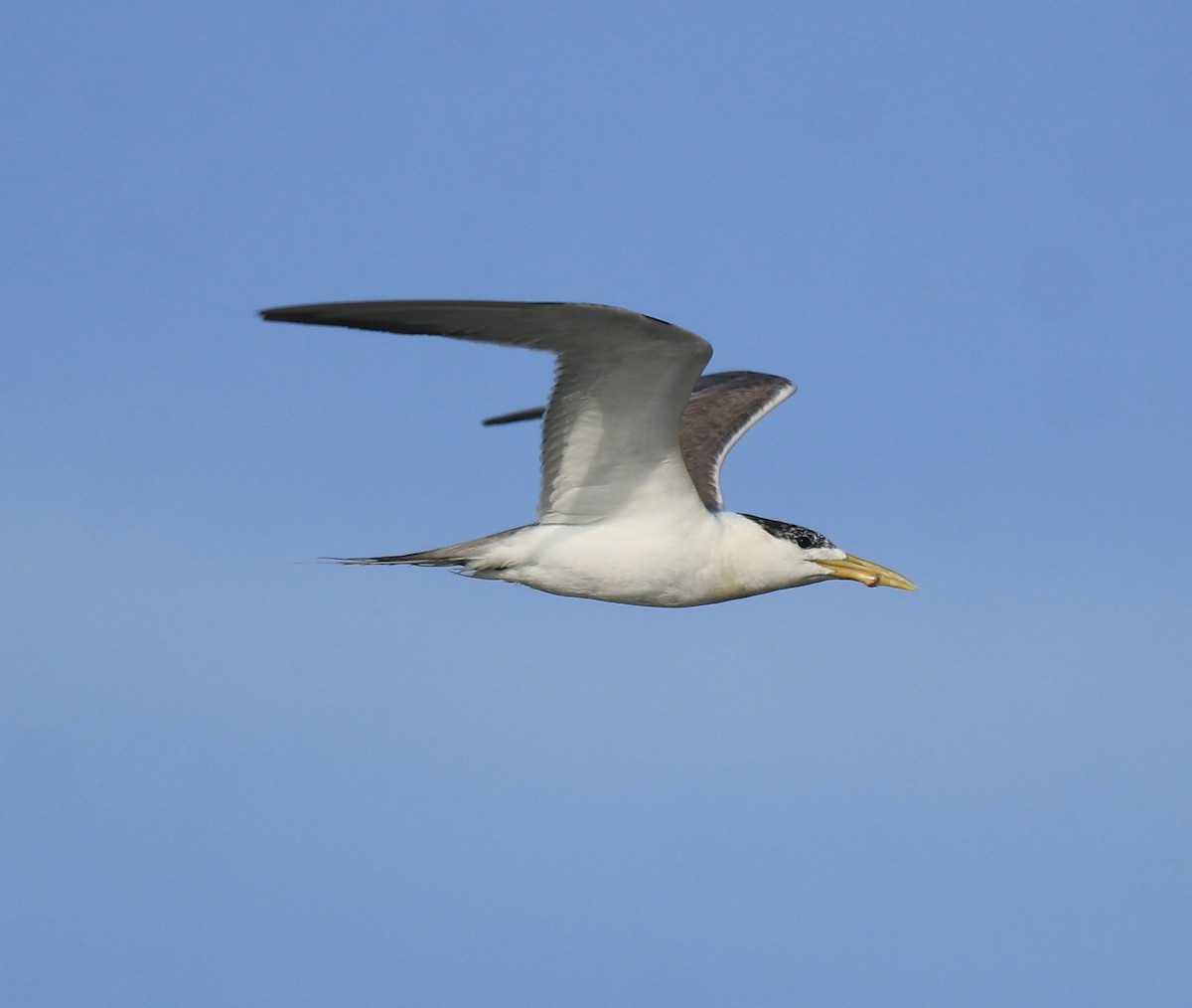 Great Crested Tern - ML647601134