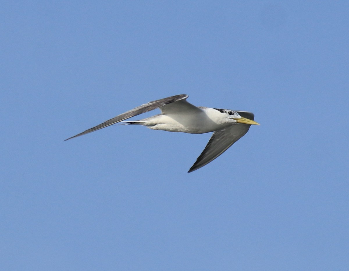 Great Crested Tern - ML647601135