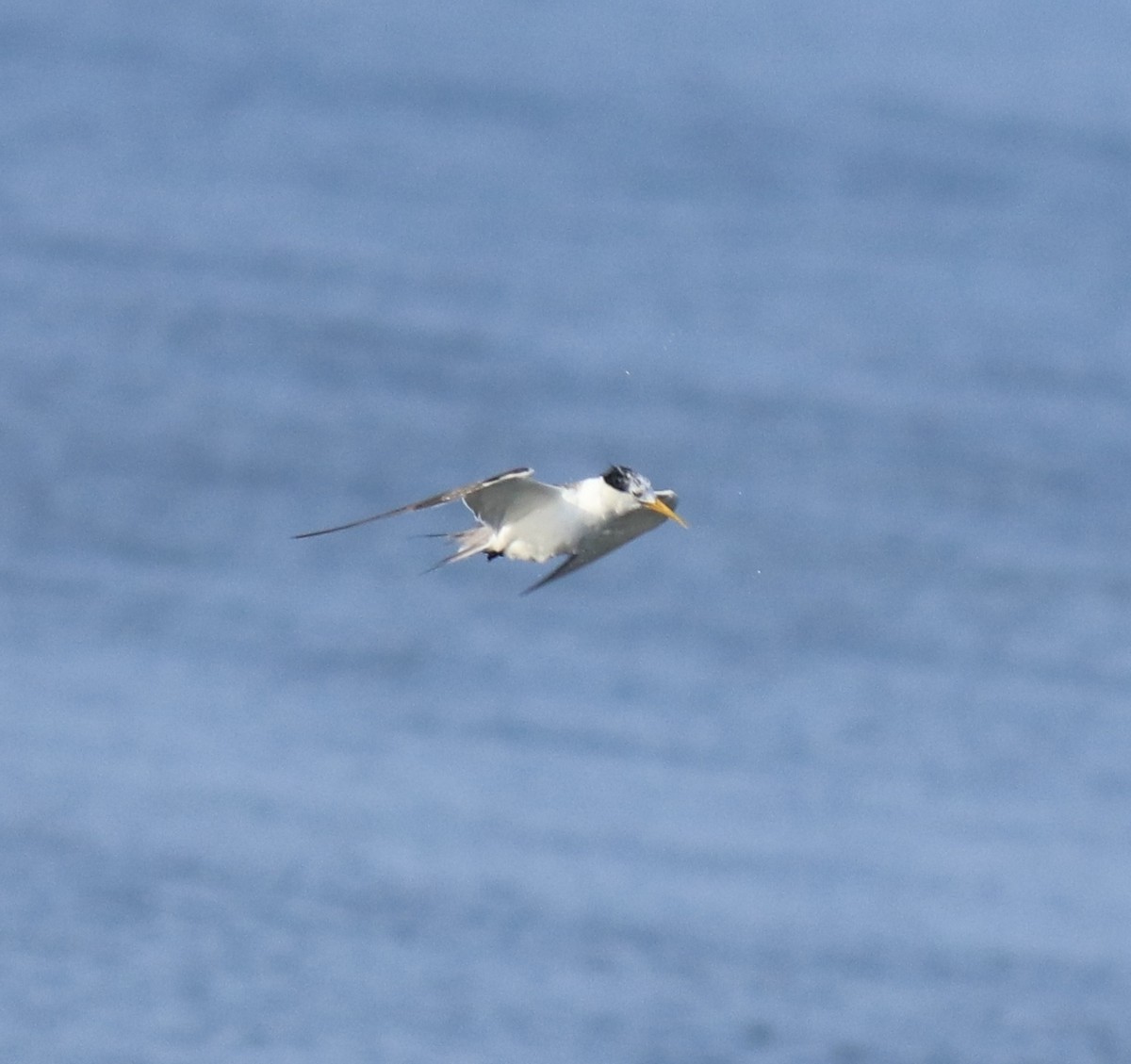 Great Crested Tern - ML647601136