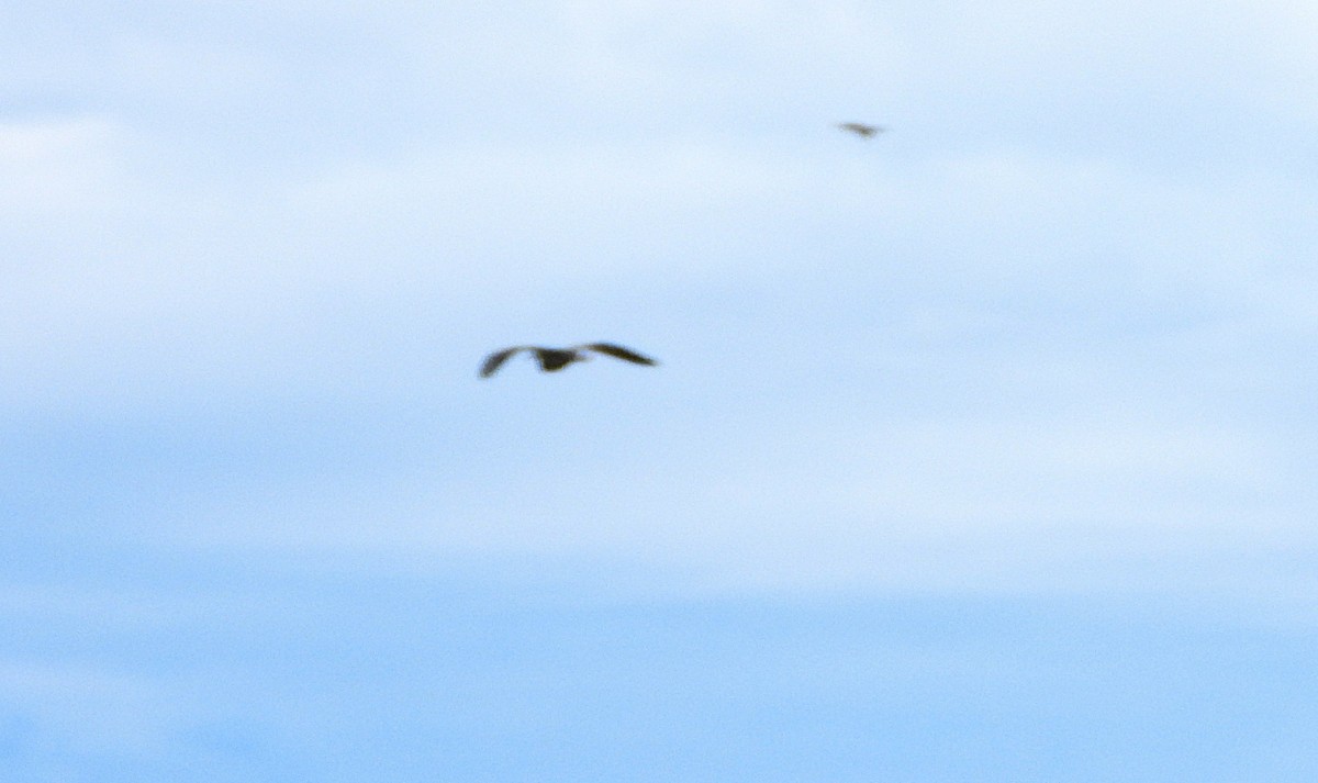 White-faced Heron - ML647601137