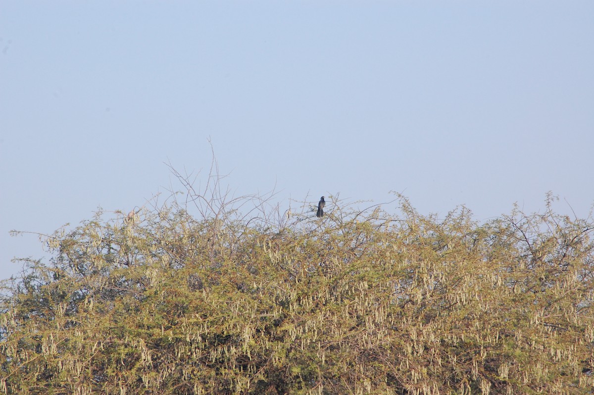 Asian Koel - ML647601142