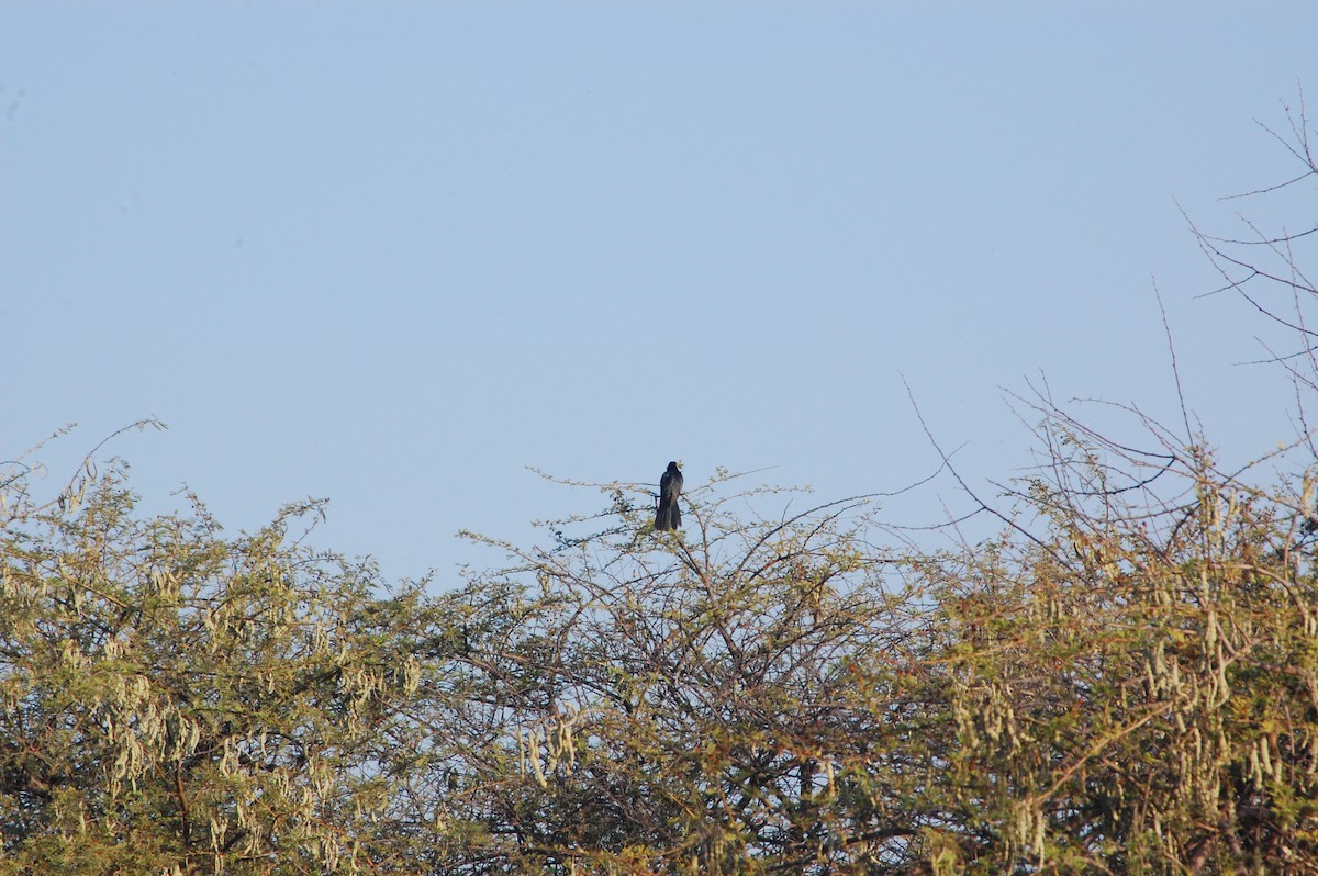 Asian Koel - ML647601144