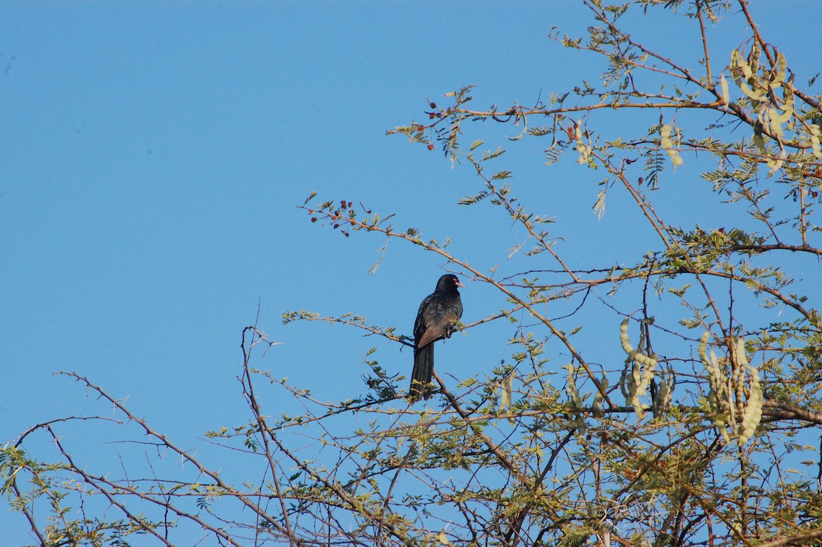 Asian Koel - ML647601145