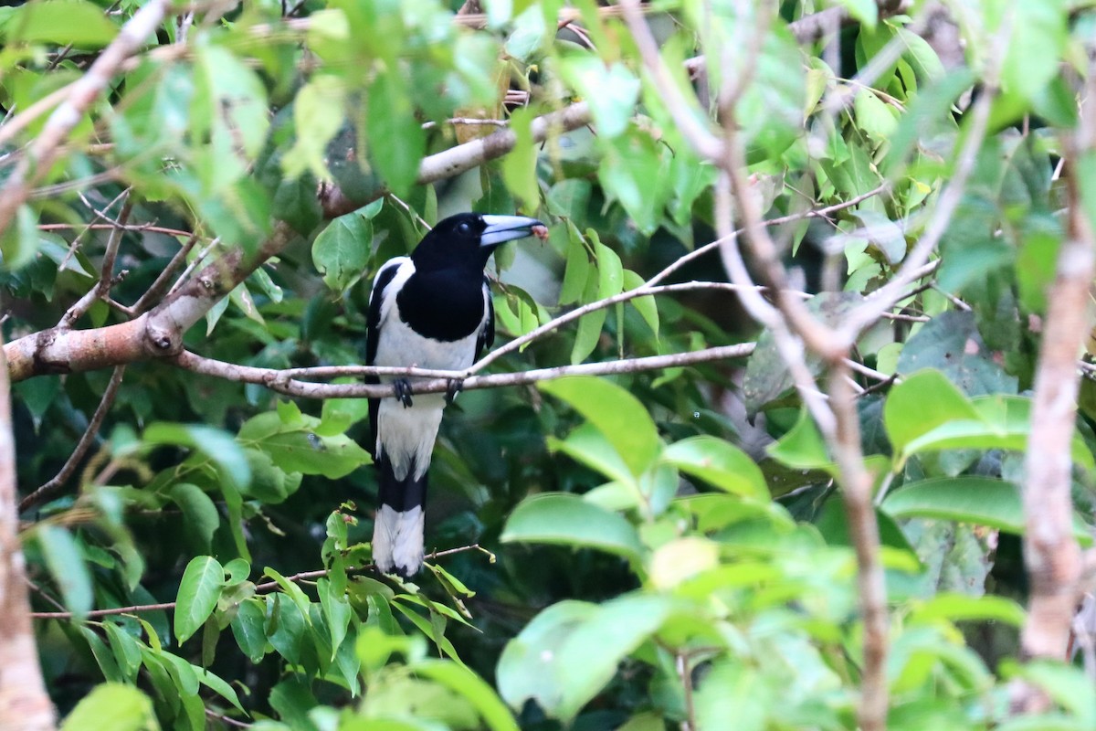 Black-backed Butcherbird - ML647601147