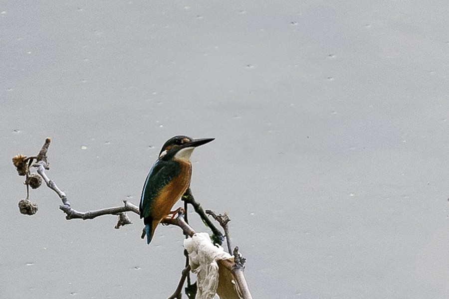 Common Kingfisher - ML647601150