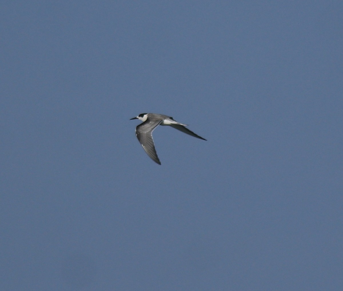 tern sp. - ML647601152