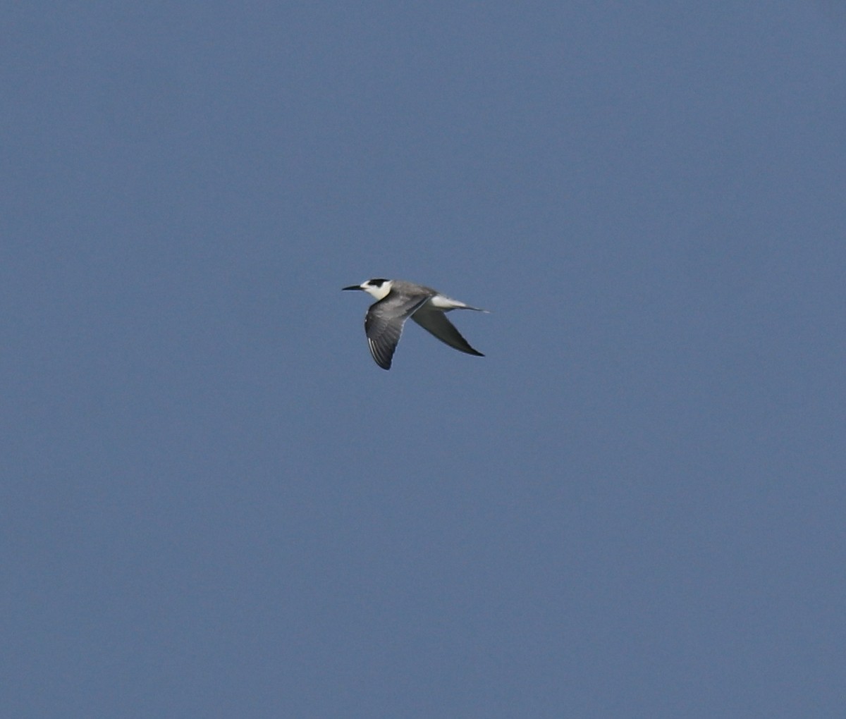 tern sp. - ML647601153