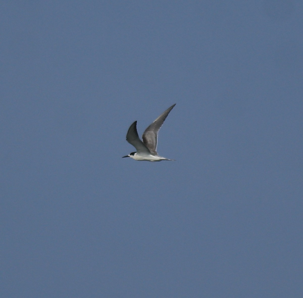 tern sp. - ML647601154