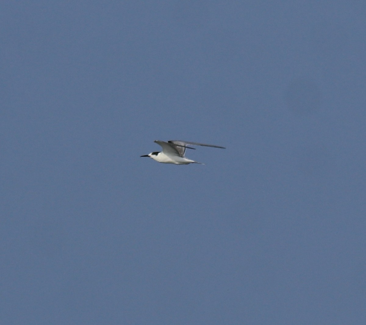tern sp. - ML647601155