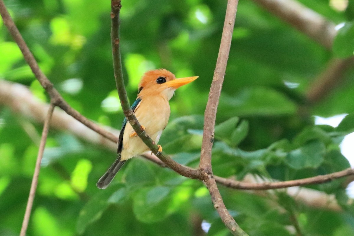 Yellow-billed Kingfisher - ML647601156
