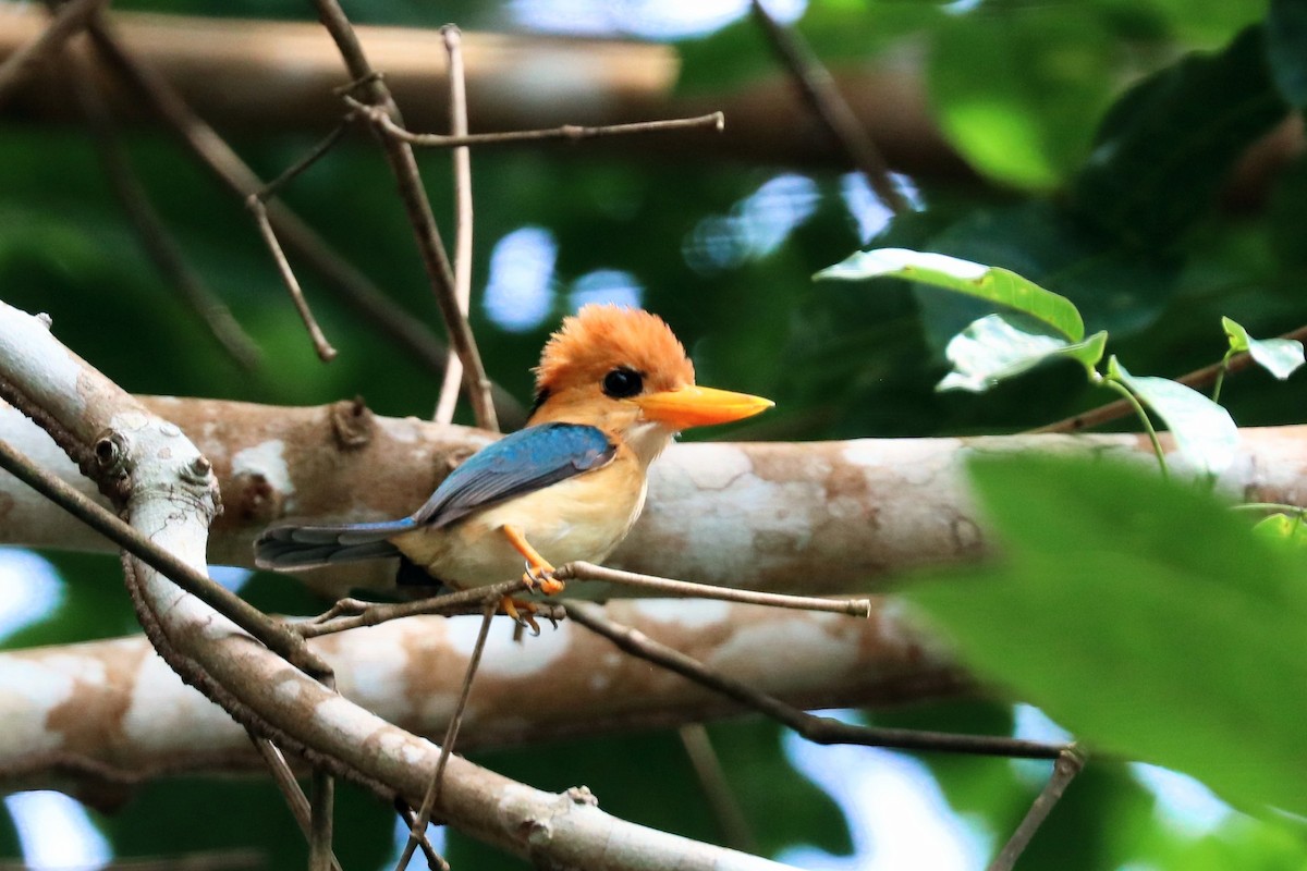 Yellow-billed Kingfisher - ML647601157