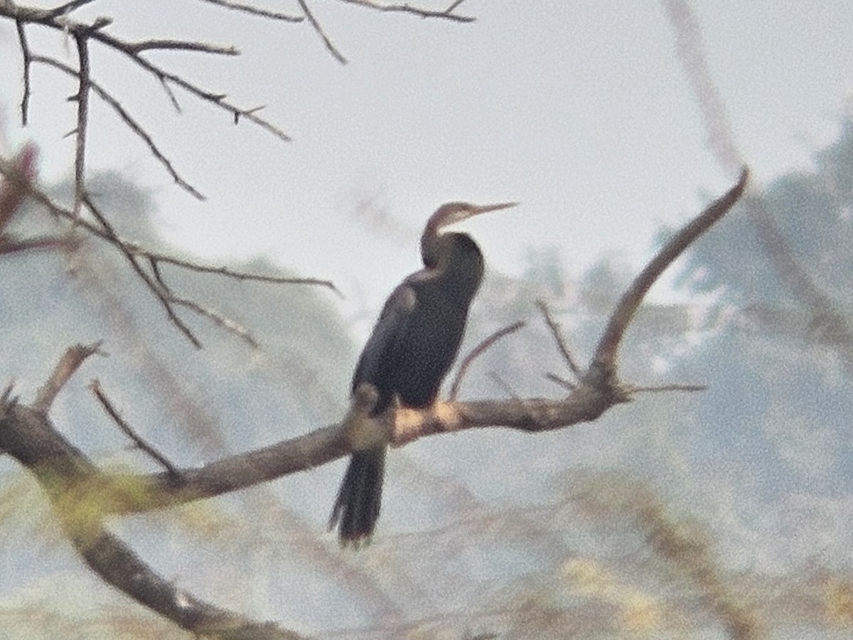 Oriental Darter - ML647601164