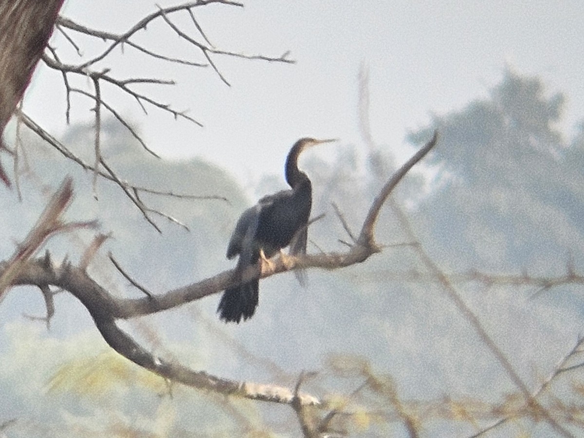 Oriental Darter - ML647601165