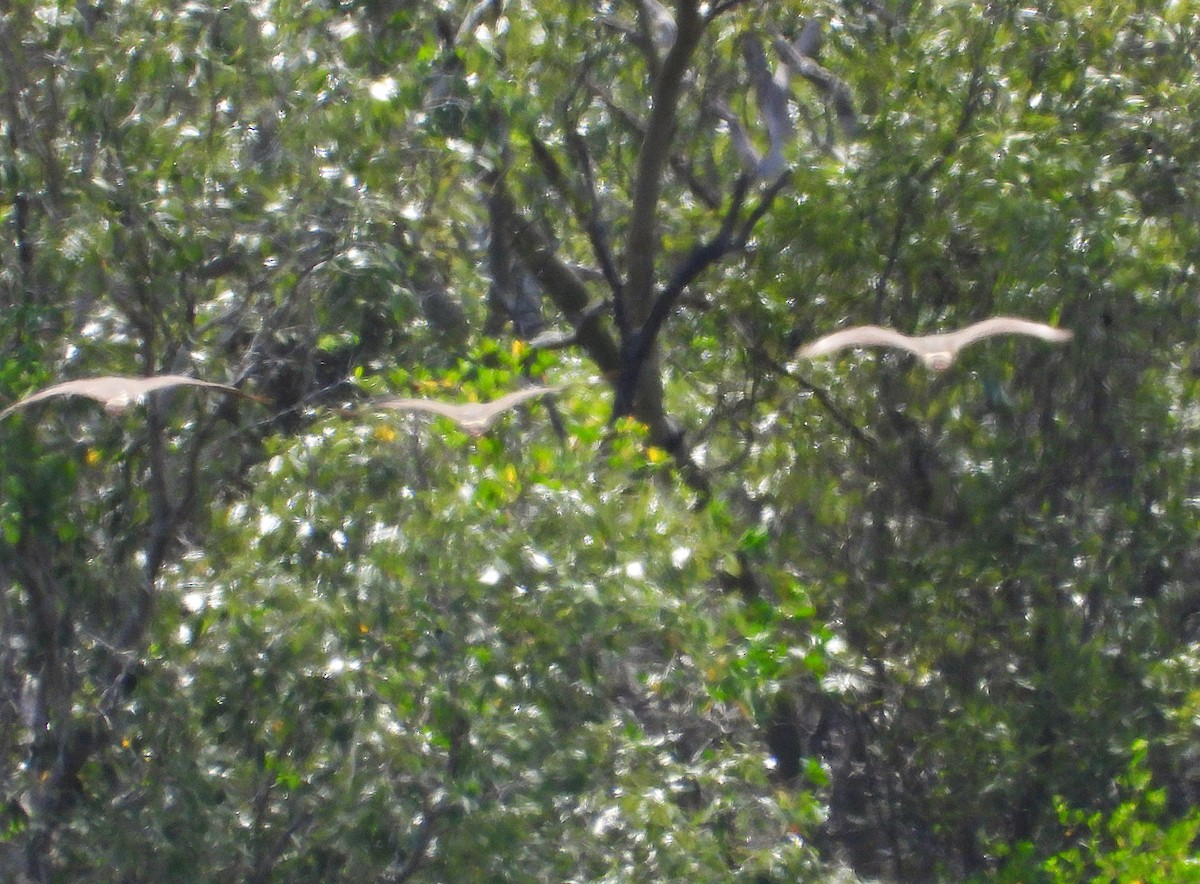 Masked Lapwing - ML647601172