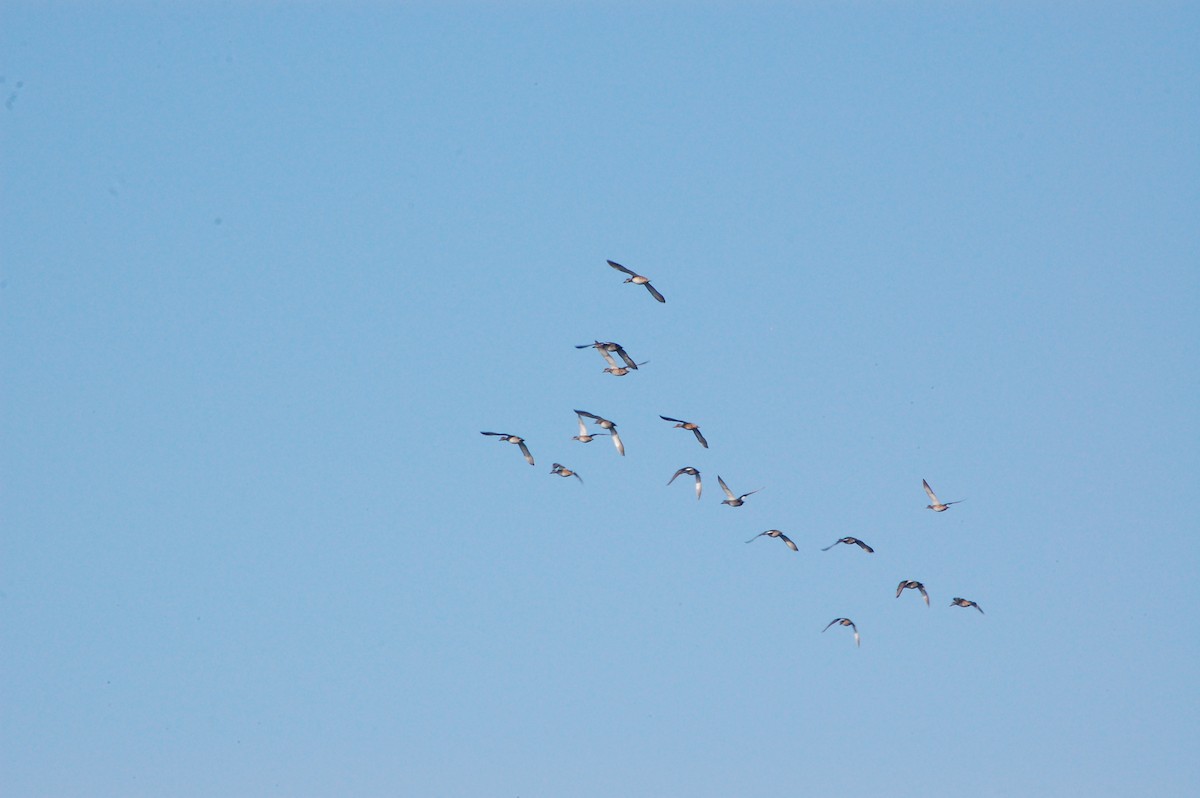 Gadwall - ML647601179