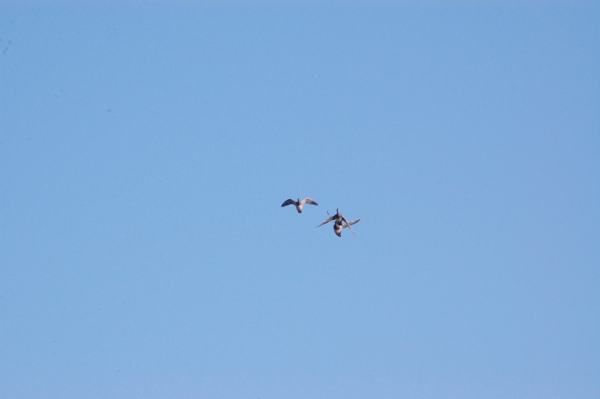 Gadwall - ML647601180